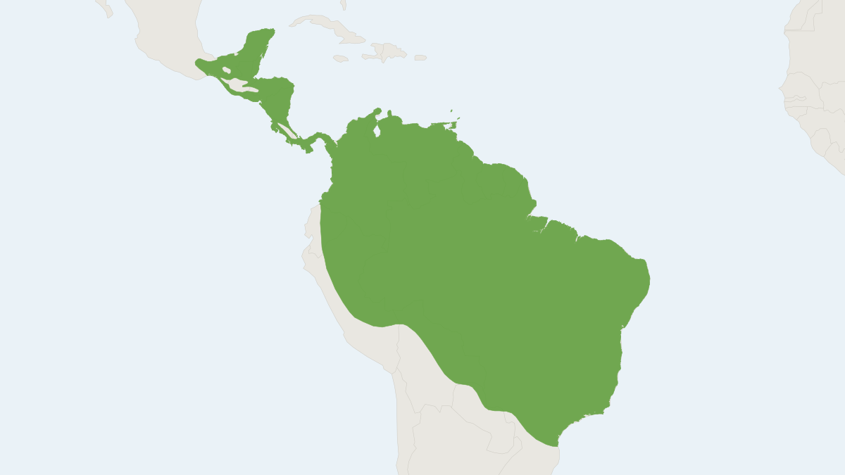 Range map of the Lesser Dog-like Bat (Peropteryx macrotis)