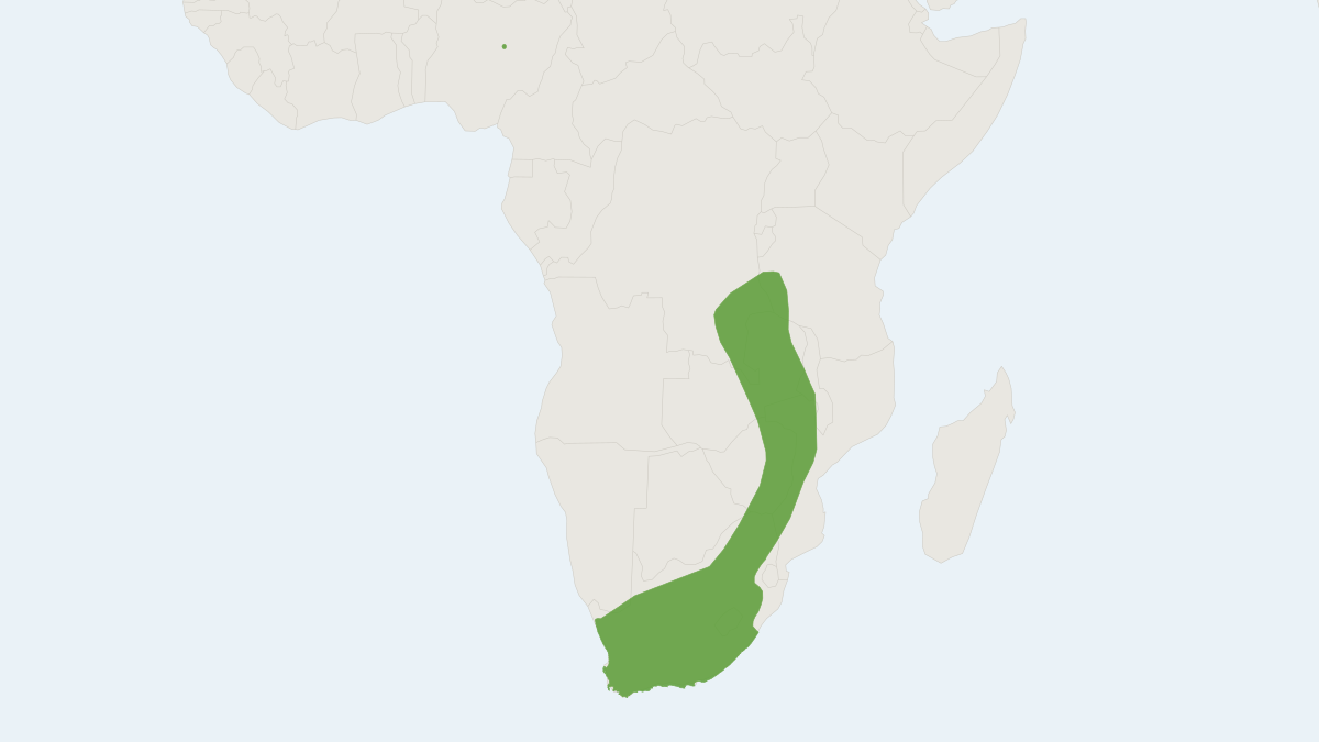 Range map of the Lesser Dwarf Shrew (Suncus varilla)
