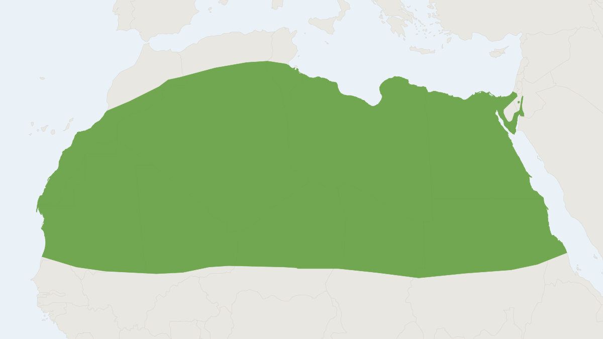 Range map of the Lesser Egyptian Gerbil (Gerbillus gerbillus)