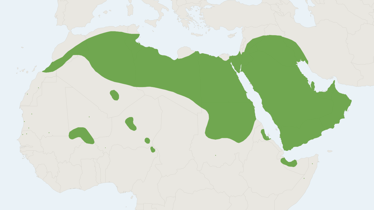 Range map of the Lesser Egyptian Jerboa (Jaculus jaculus)