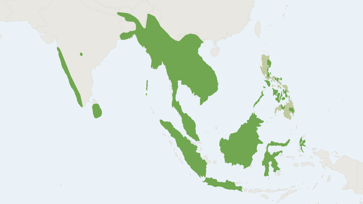 Range map of the Lesser False Vampire (Megaderma spasma)