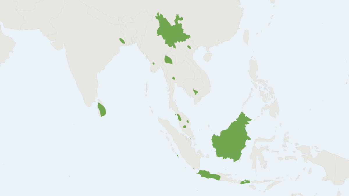 Range map of the Lesser Large-footed Myotis (Myotis hasseltii)