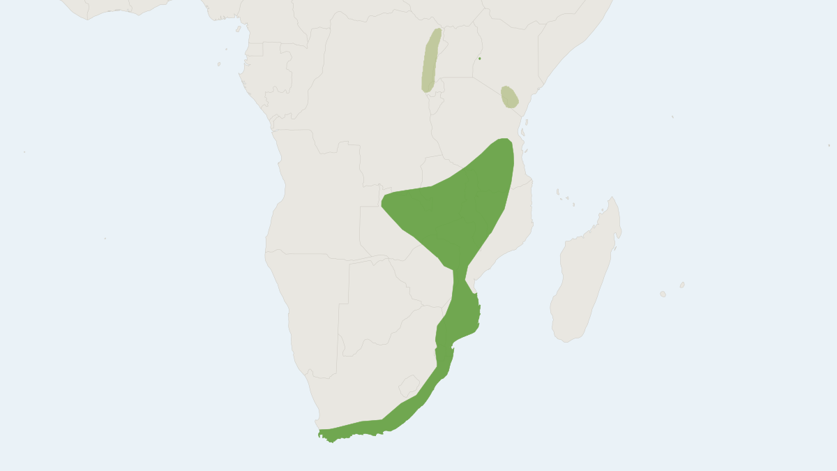 Range map of the Lesser Long-fingered Bat (Miniopterus fraterculus)