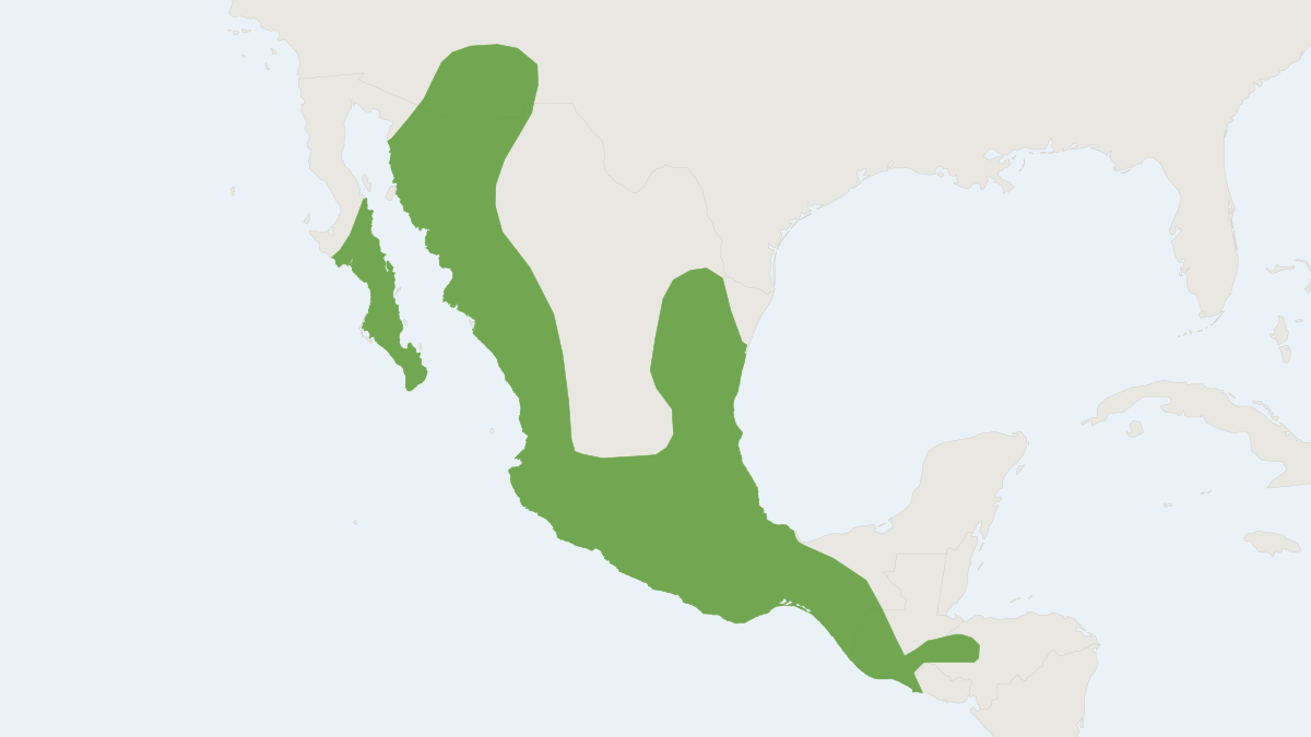Range map of the Lesser Long-nosed Bat (Leptonycteris yerbabuenae)