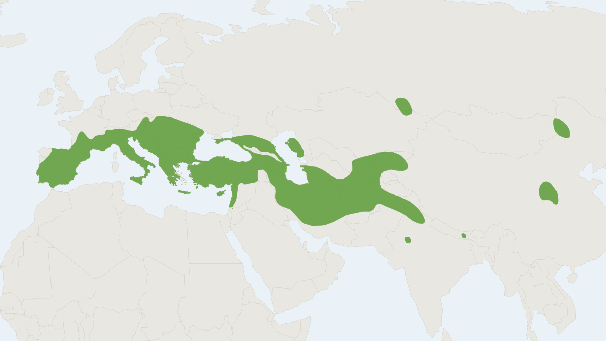 Range map of the Lesser Mouse-eared Myotis (Myotis blythii)