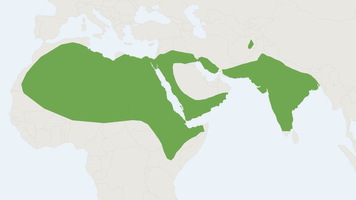 Range map of the Lesser Mouse-tailed Bat (Rhinopoma hardwickii)