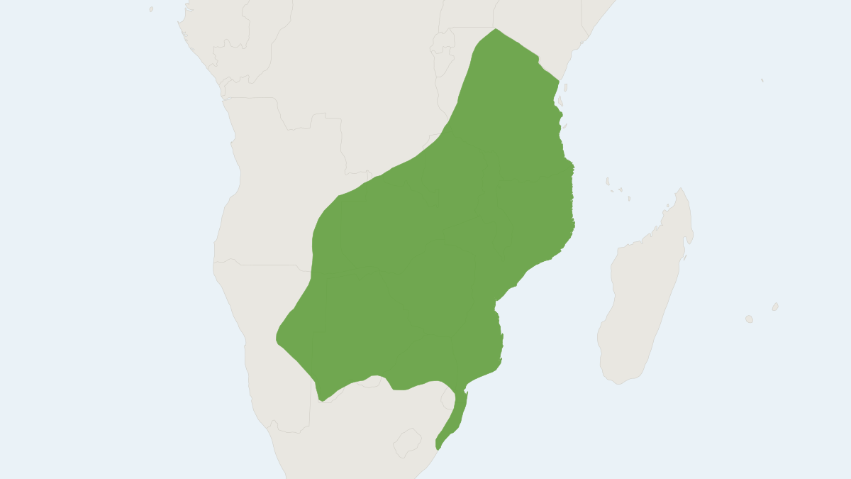 Range map of the Lesser Red Musk Shrew (Crocidura hirta)