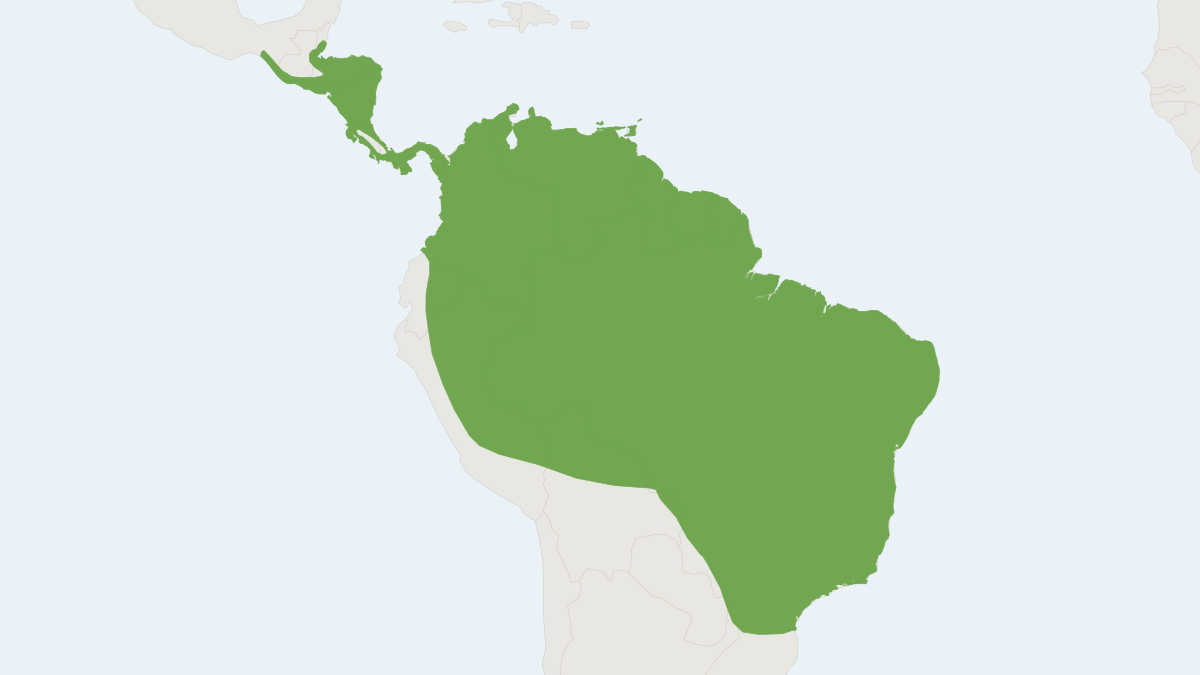 Range map of the Lesser Sac-winged Bat (Saccopteryx leptura)