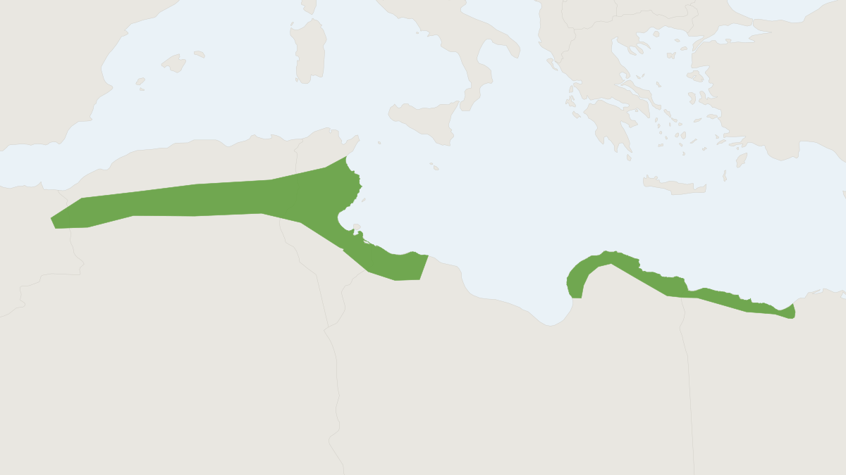 Range map of the Lesser Short-tailed Gerbil (Gerbillus simoni)