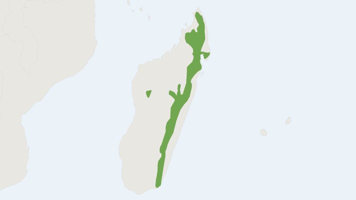 Range map of the Lesser Tufted-tailed Rat (Eliurus minor)