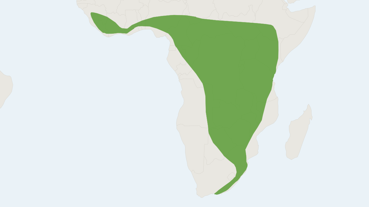 Range map of the Lesser Woolly Bat (Kerivoula lanosa)