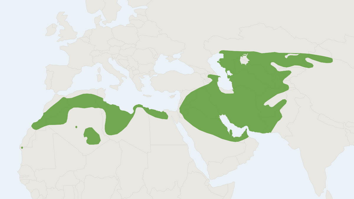 Range map of the Libyan Jird (Meriones libycus)