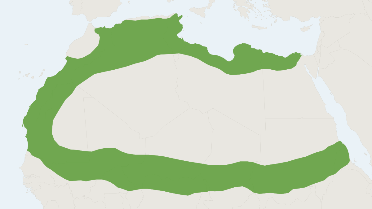 Range map of the Libyan Striped Weasel (Ictonyx libycus)