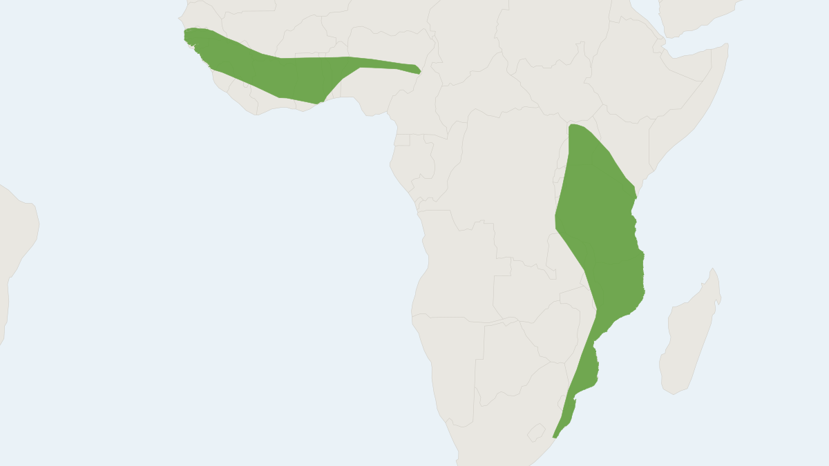 Range map of the Light-winged Lesser House Bat (Scotoecus albofuscus)