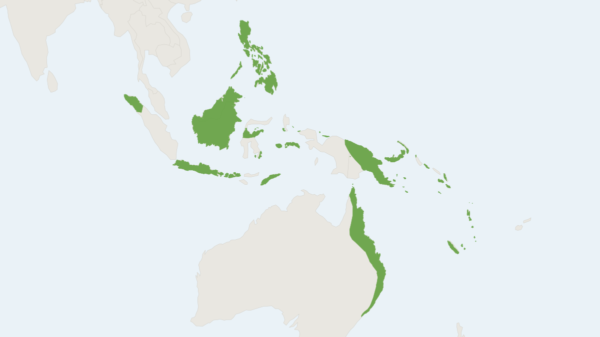Range map of the Little Bent-winged Bat (Miniopterus australis)