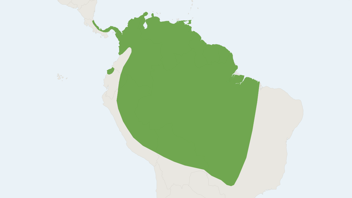 Range map of the Little Big-eyed Bat (Chiroderma trinitatum) covering Brazil, Colombia and Ecuador