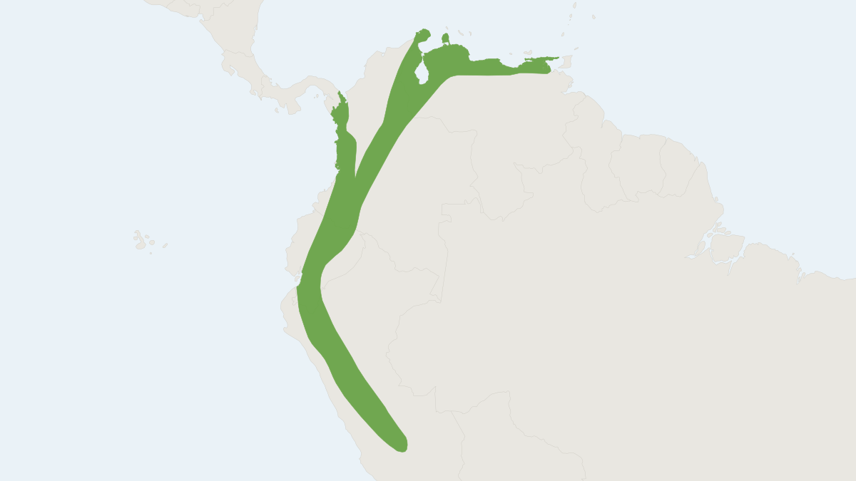 Range map of the Little Black Serotine (Neoeptesicus andinus)