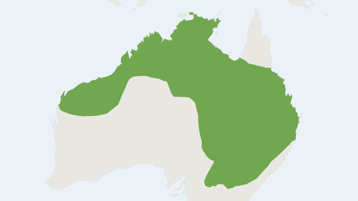 Range map of the Little Broad-nosed Bat (Scotorepens greyii)