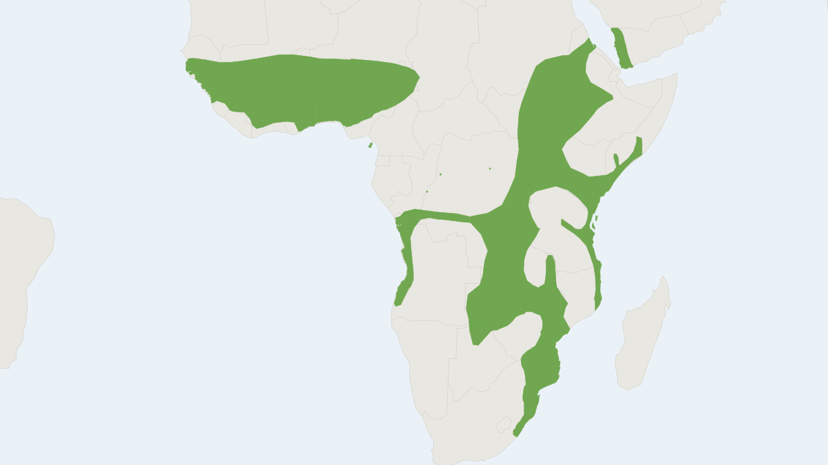 Range map of the Little Free-tailed Bat (Mops pumilus)