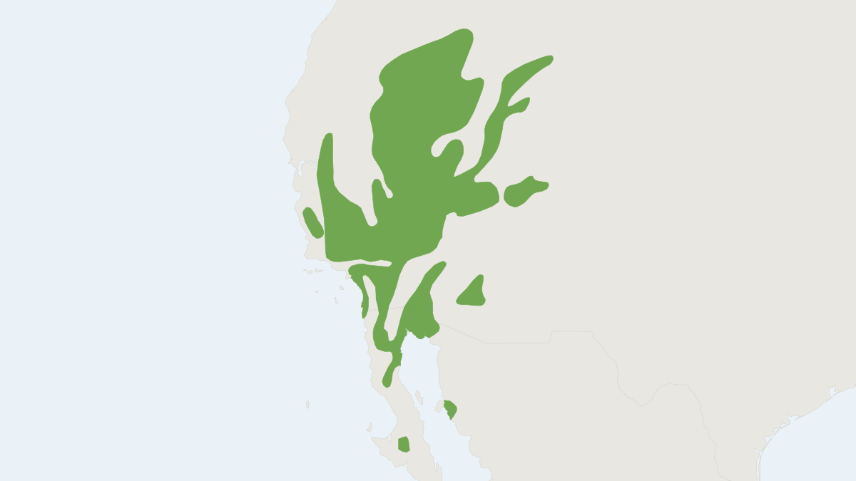 Range map of the Little Pocket Mouse (Perognathus longimembris)