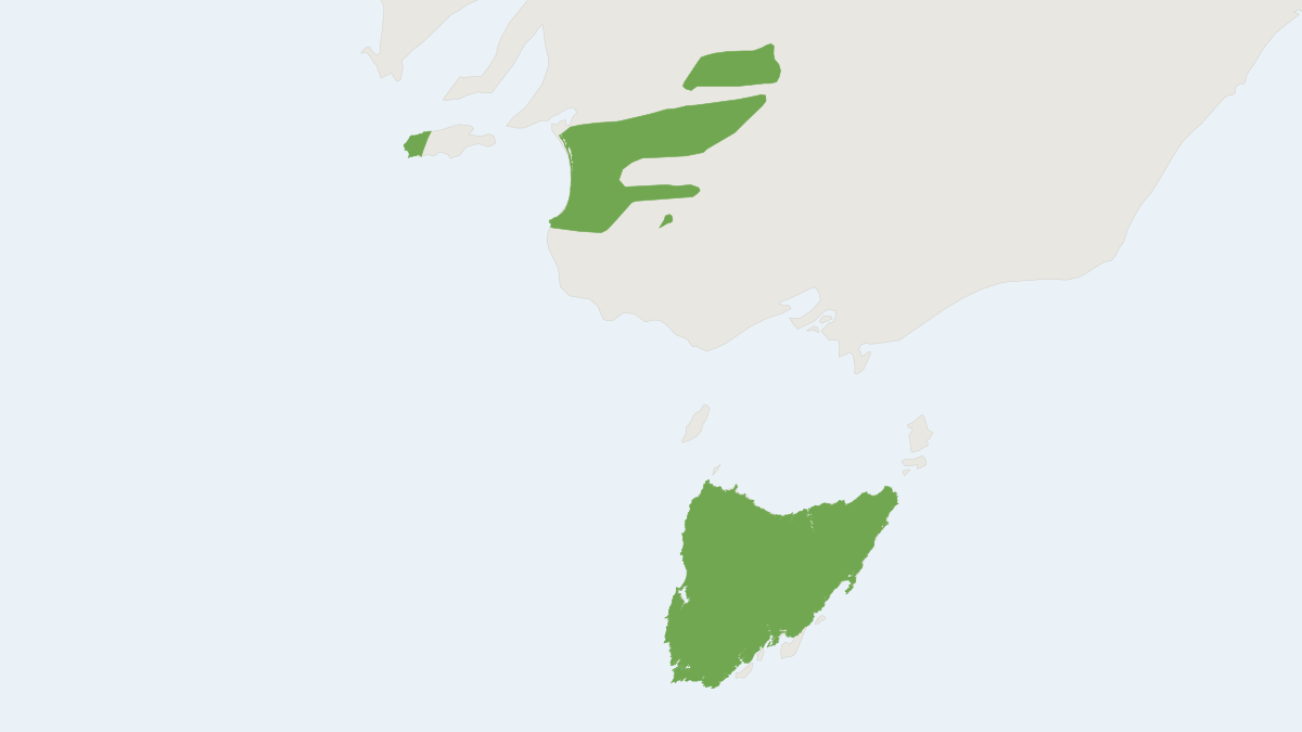 Range map of the Little Pygmy Possum (Cercartetus lepidus)