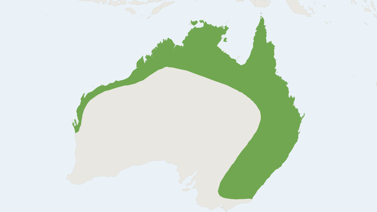 Range map of the Little Red Flying Fox (Pteropus scapulatus)