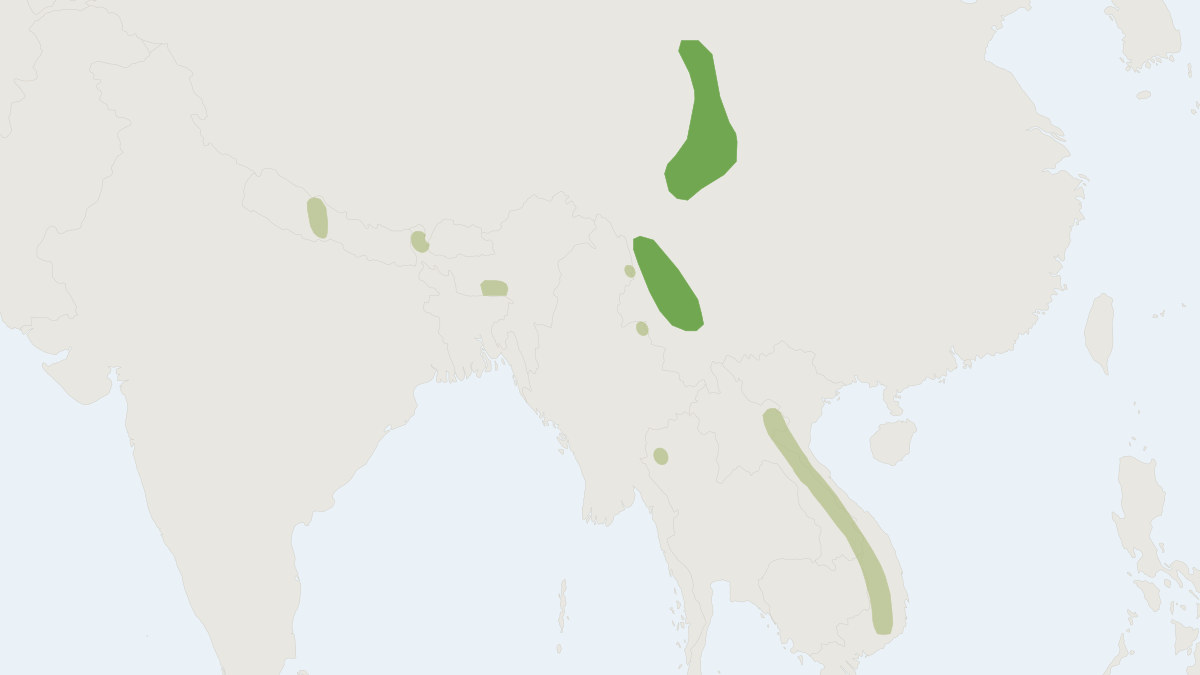 Range map of the Little Tube-nosed Bat (Murina aurata)