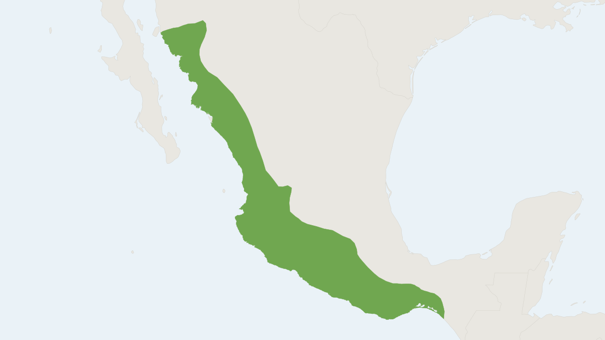 Range map of the Little Yellow Bat (Rhogeessa parvula)