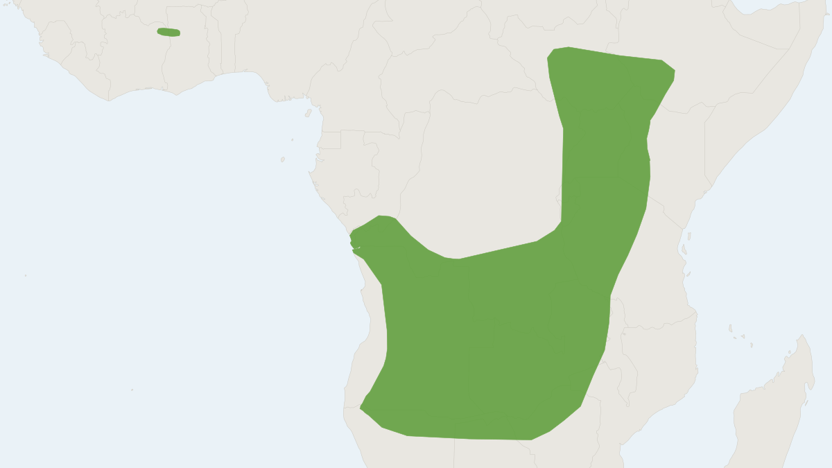 Range map of the Long-crested Free-tailed Bat (Mops chapini) covering Cameroon, Democratic Republic of the Congo and Ghana