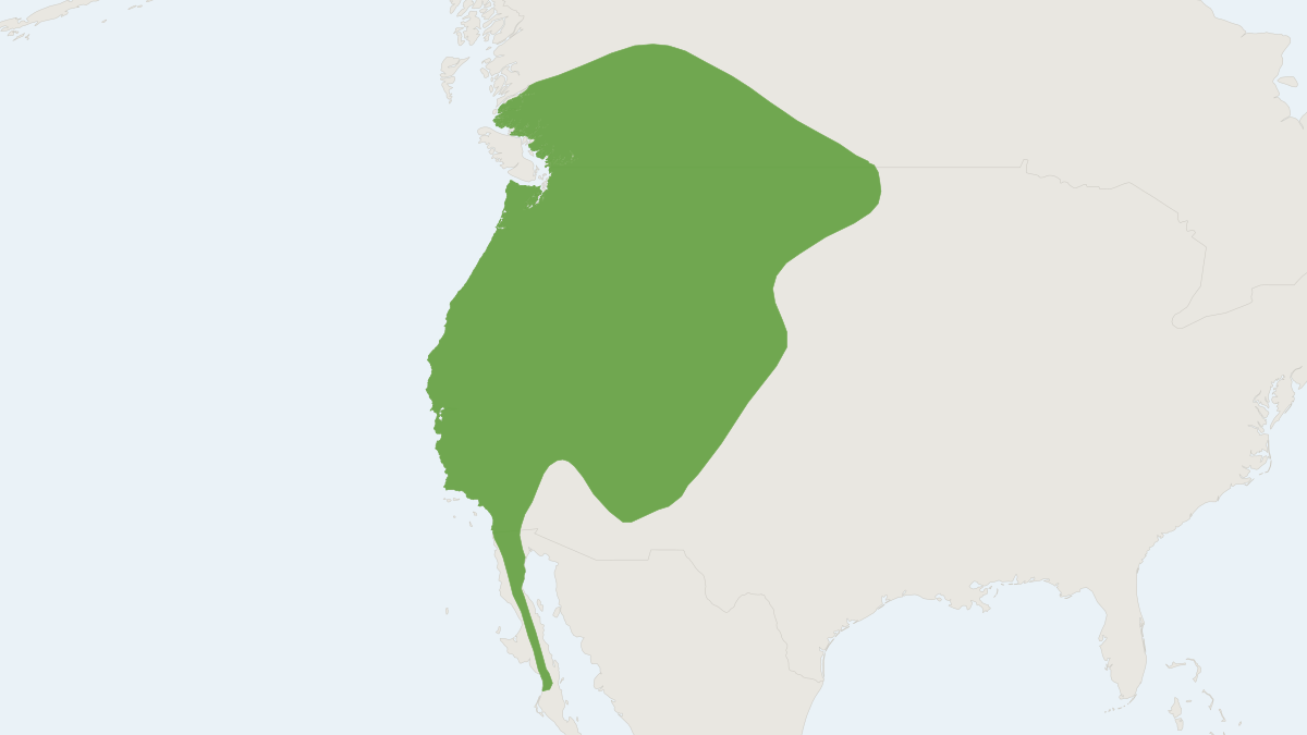 Range map of the Long-eared Myotis (Myotis evotis)