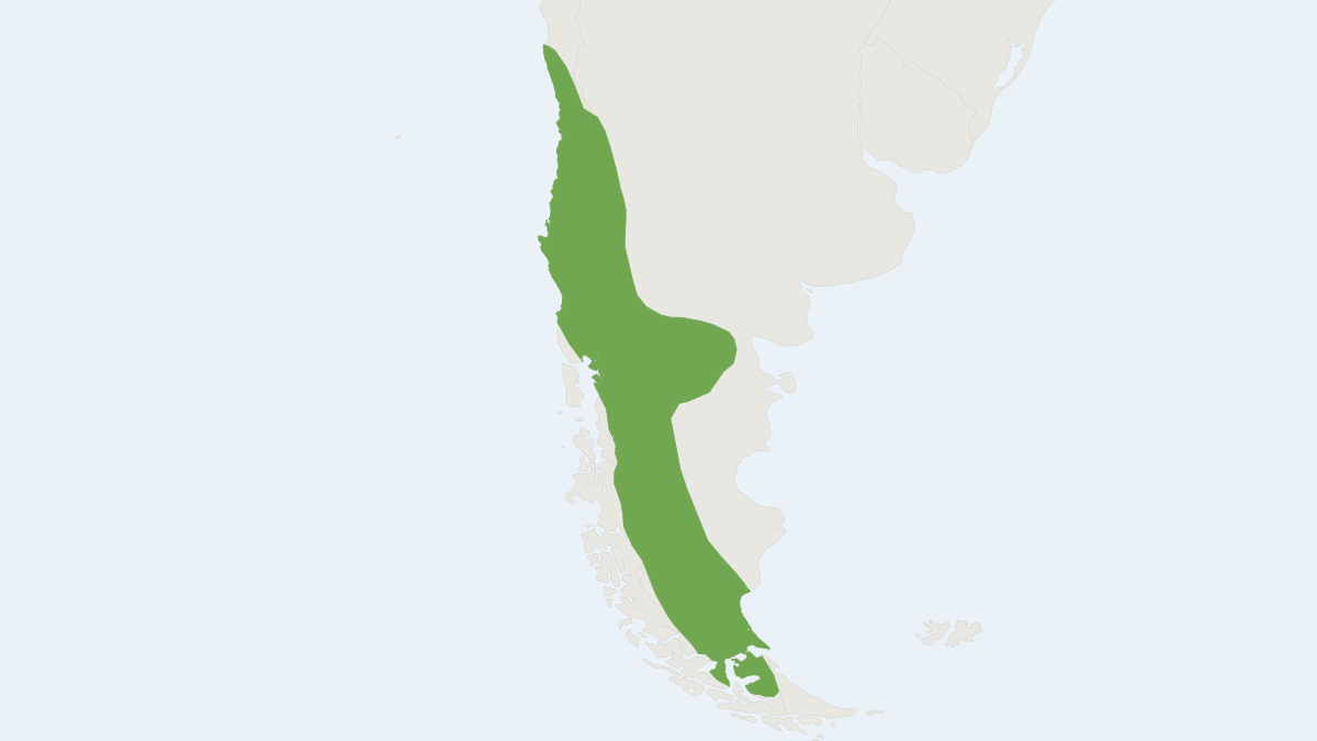 Range map of the Long-haired Akodont (Abrothrix longipilis) covering Argentina and Chile