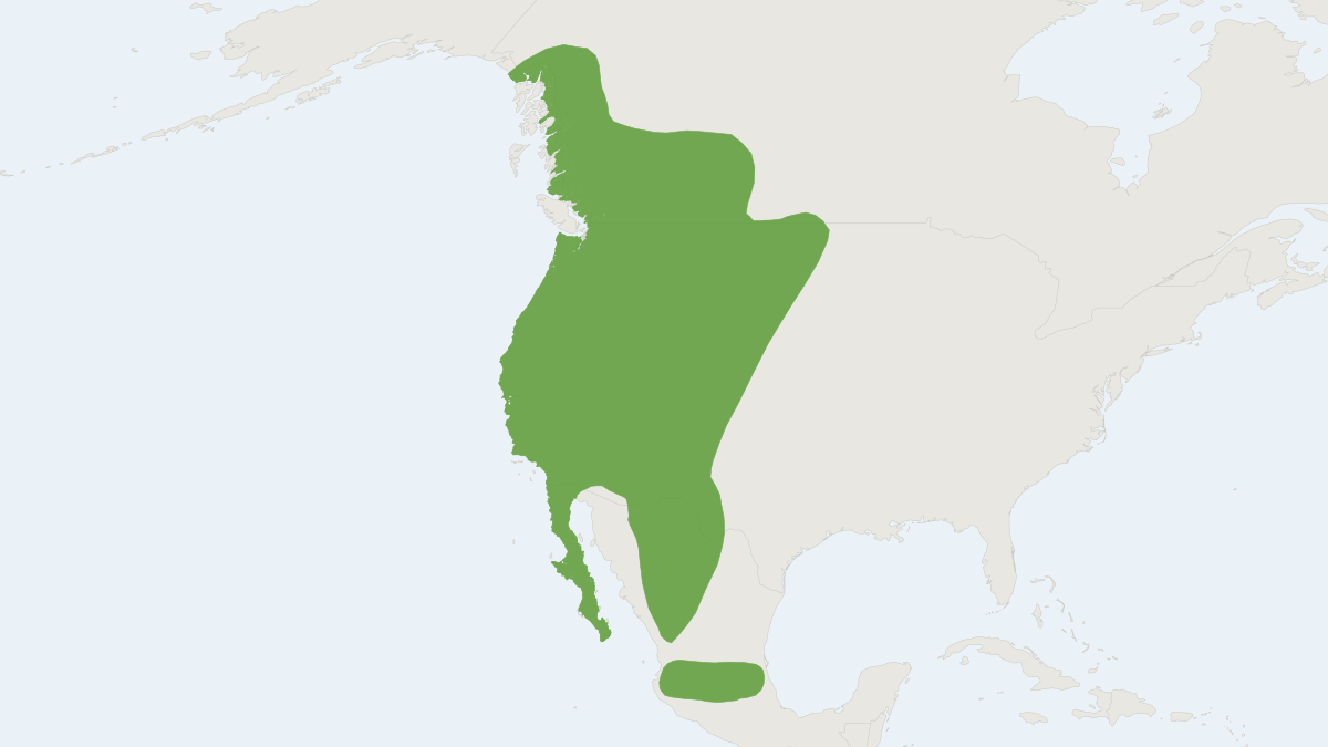 Range map of the Long-legged Myotis (Myotis volans)
