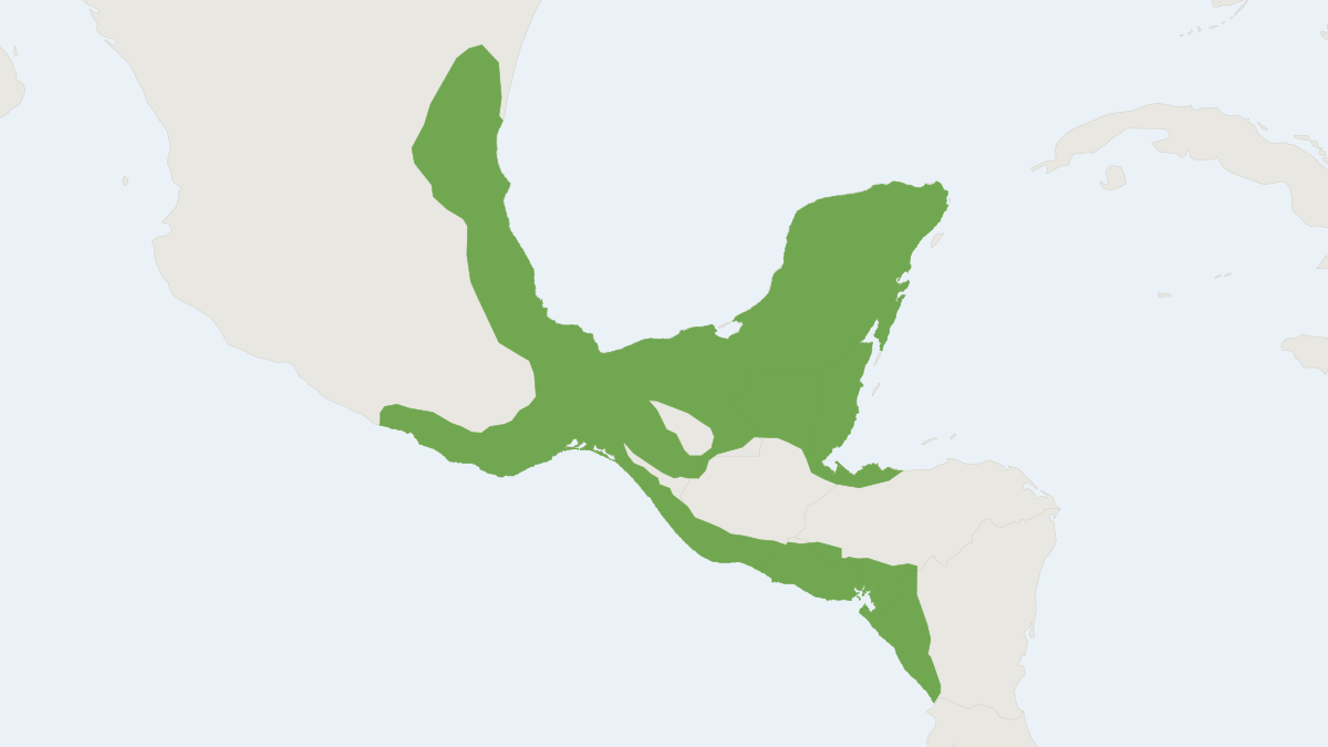 Range map of the Long-nosed Rice Rat (Casiomys rostratus)