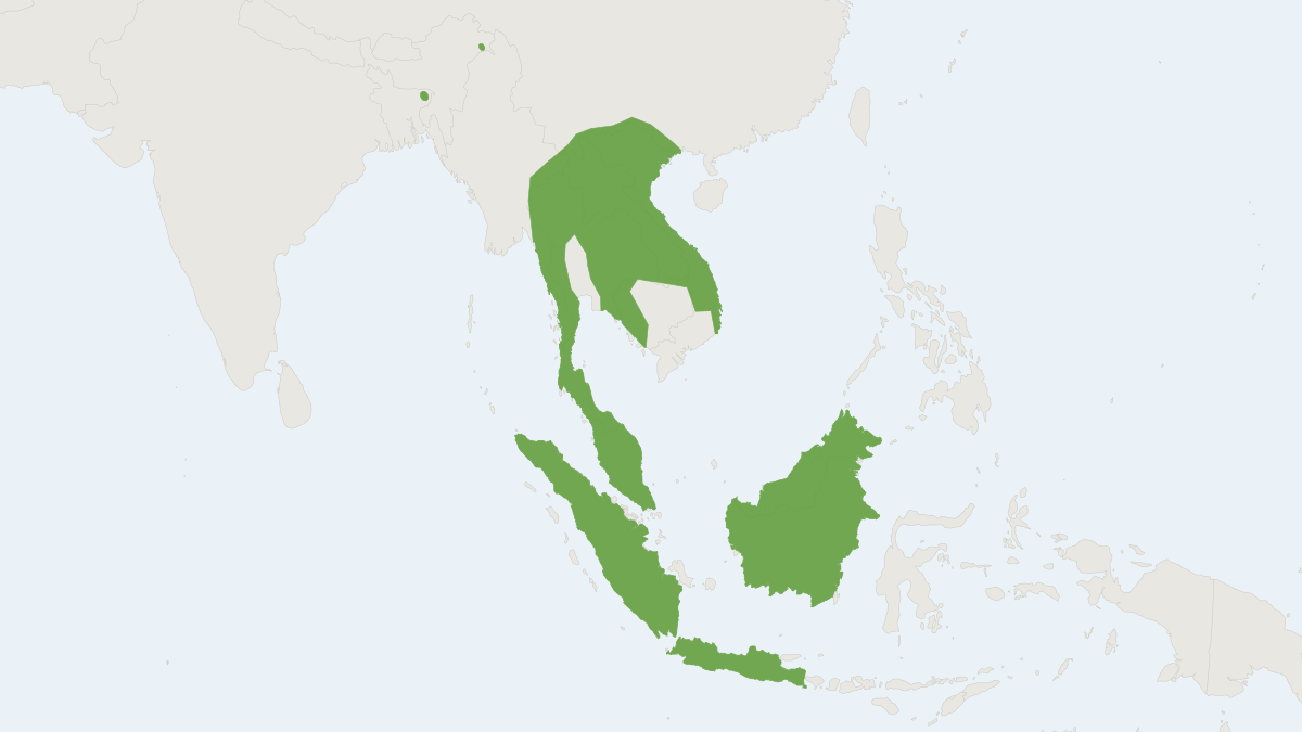 Range map of the Long-tailed Giant Rat (Leopoldamys sabanus)