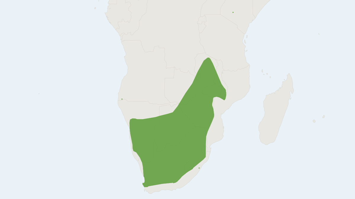Range map of the Long-tailed Serotine (Cnephaeus hottentotus)