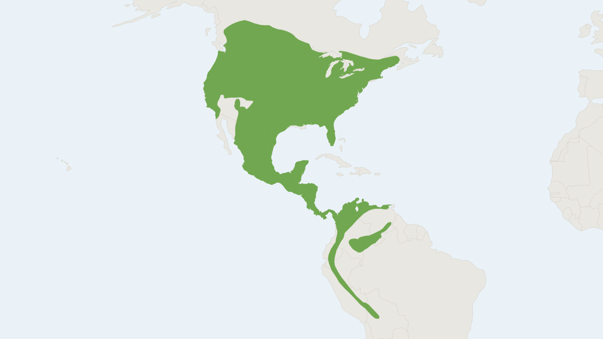 Range map of the Long-tailed Weasel (Neogale frenata)