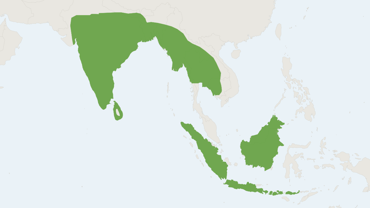 Range map of the Long-winged Tomb Bat (Taphozous longimanus)