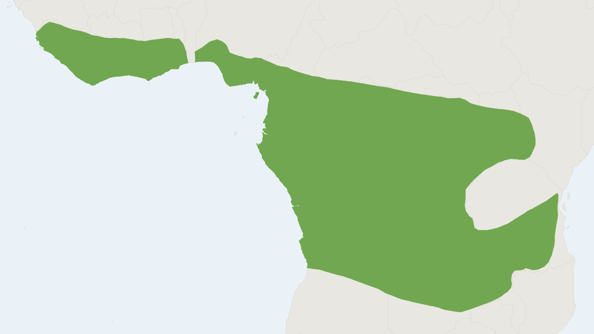 Range map of the Lord Derby's Scaly-tailed Squirrel (Anomalurus derbianus) covering Burundi, Cameroon and Central African Rep