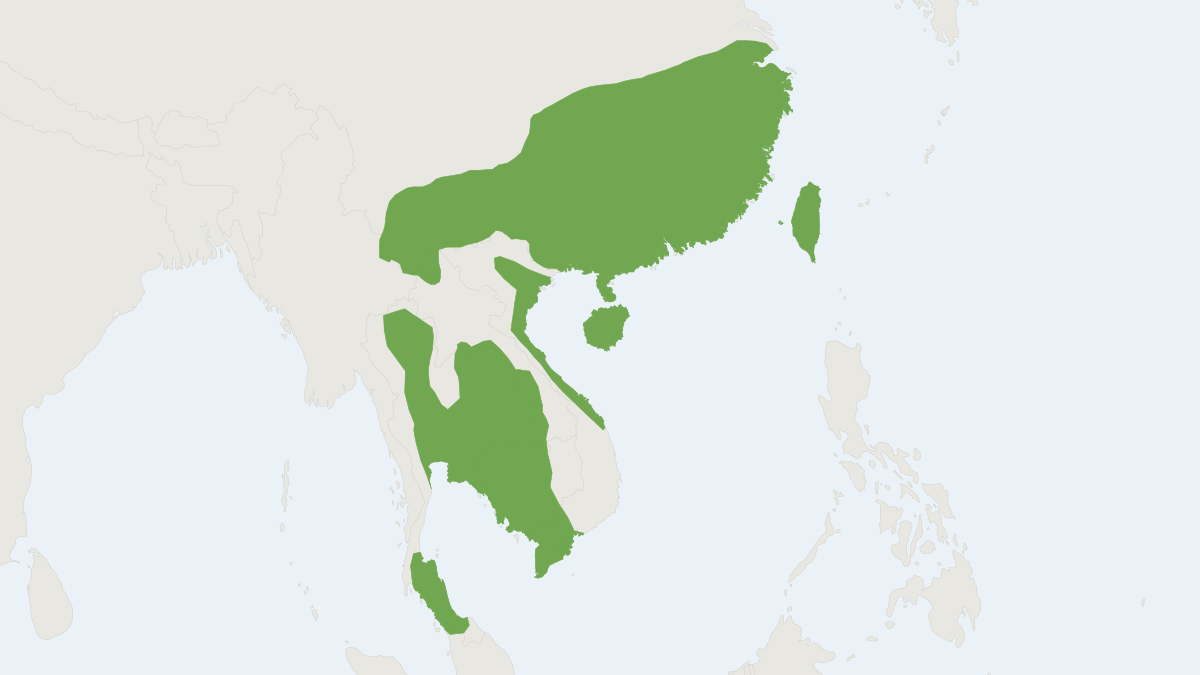 Range map of the Losea Rat (Rattus losea)