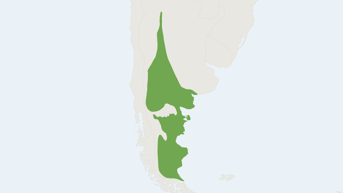 Range map of the Lowland Gerbil Mouse (Eligmodontia typus)