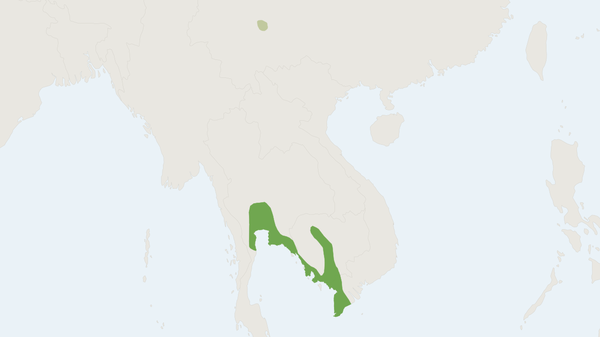 Range map of the Lyle's Flying Fox (Pteropus lylei)