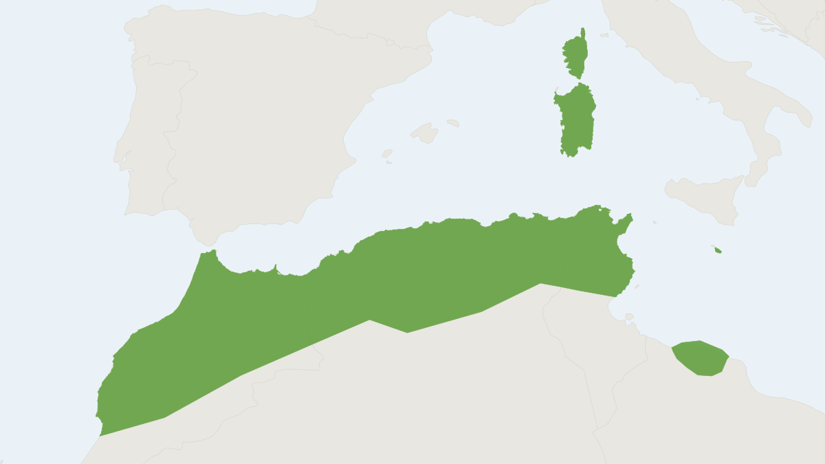 Range map of the Maghrebian Mouse-eared Bat (Myotis punicus)