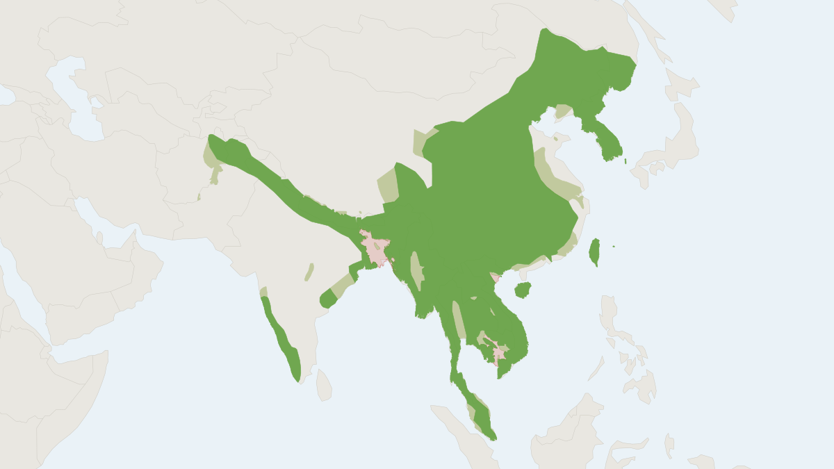 Range map of the Mainland Leopard Cat (Prionailurus bengalensis) covering Bangladesh, Bhutan and Cambodia