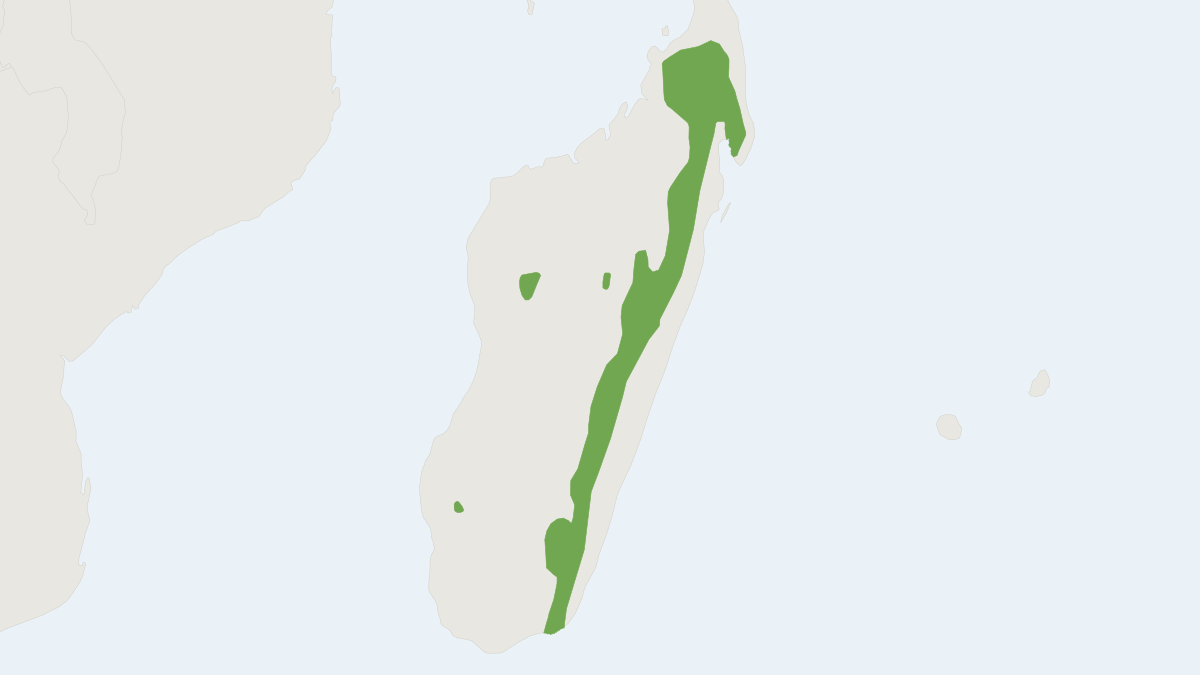 Range map of the Major's Long-tailed Tenrec (Microgale majori)