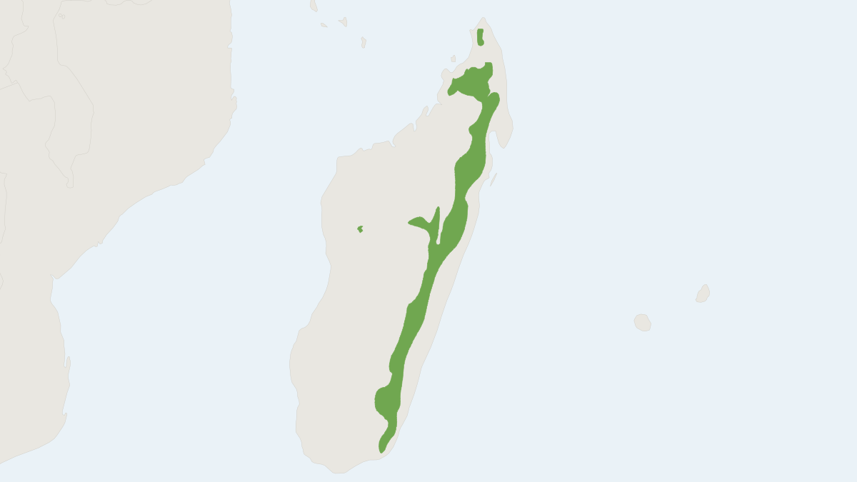 Range map of the Major's Tufted-tailed Rat (Eliurus majori)