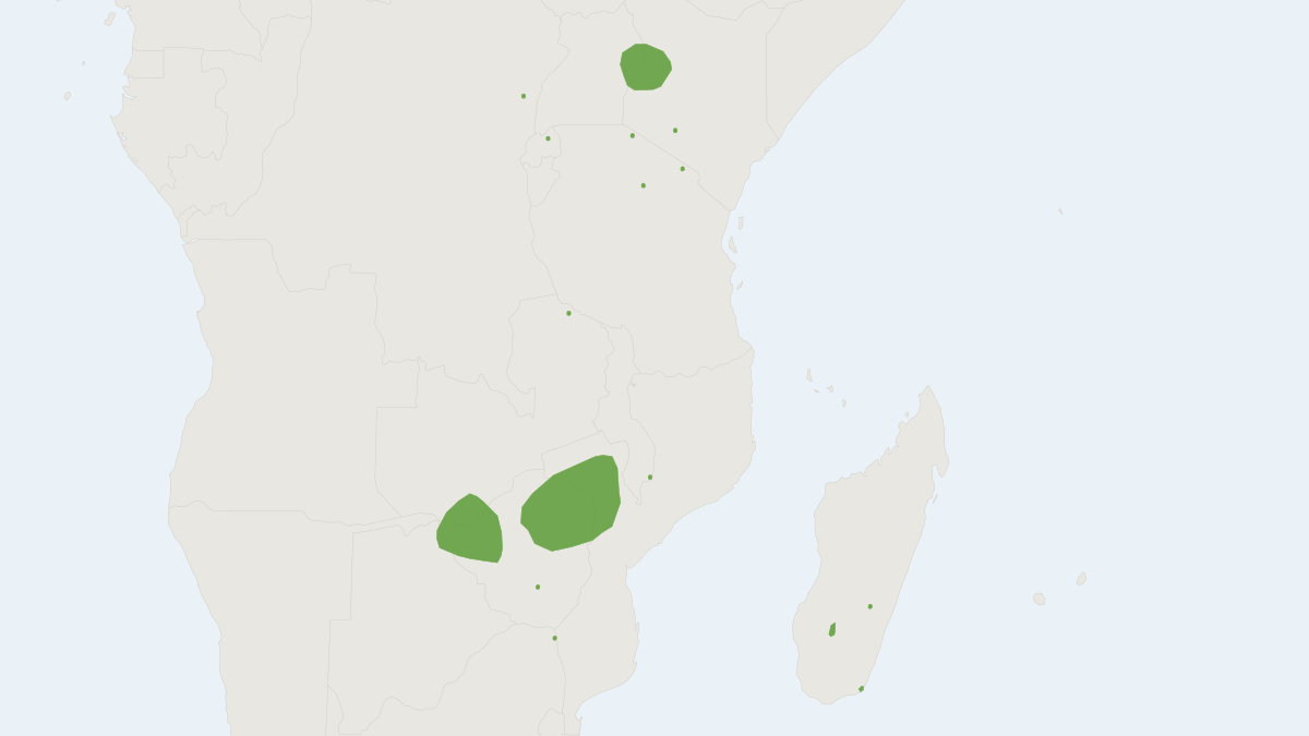 Range map of the Malagasy Free-tailed Bat (Tadarida fulminans)