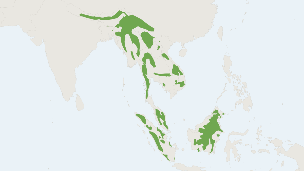 Range map of the Marbled Cat (Pardofelis marmorata) covering Bhutan, Cambodia and India