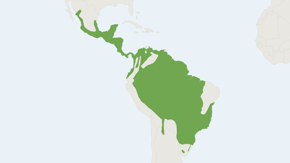 Range map of the Margay (Leopardus wiedii) covering Argentina, Belize and Bolivia