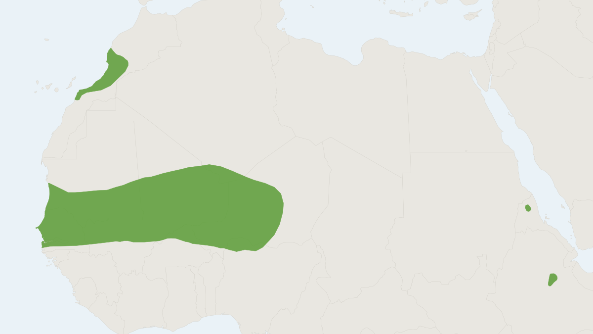 Range map of the Mauritanian Shrew (Crocidura lusitania)