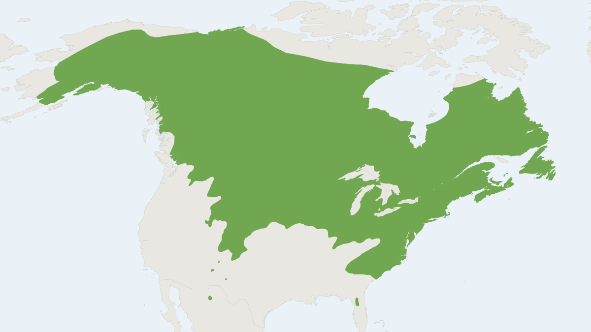 Range map of the Meadow Vole (Microtus pennsylvanicus)